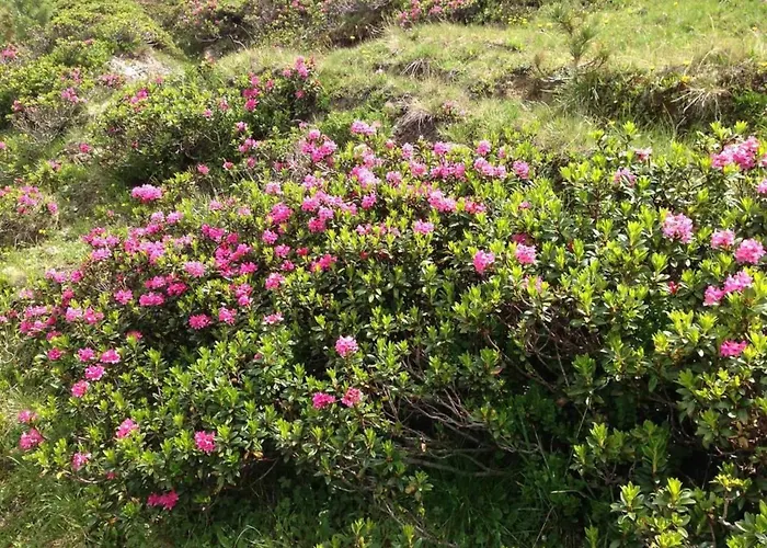 Apartment Abendrot 1- Og Sued-west By Interhome